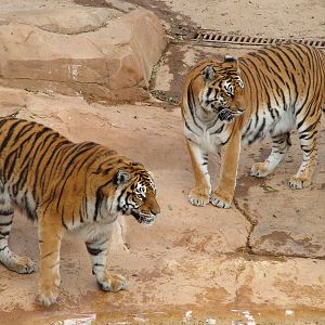 Tigers at Jungle Park (Las Aguilas), 13/11/10