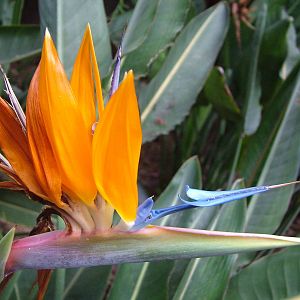 Strelitzia Flower at Jungle Park (Las Aguilas), 13/11/10