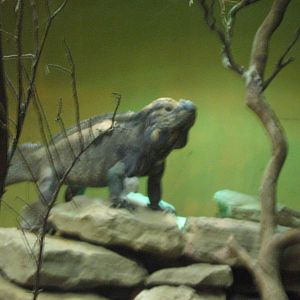 Rhinoceros Iguana.