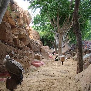 Birds of Prey at Jungle Park (Las Aguilas), 13/11/10