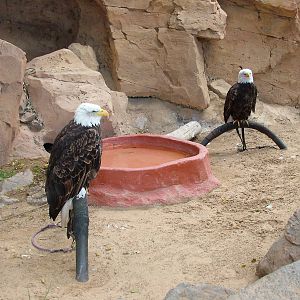 American Bald Eagles at Jungle Park (Las Aguilas), 13/11/10