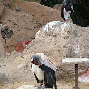 King Vullture and Abdim's Stork at Jungle Park (Las Aguilas), 13/11/10