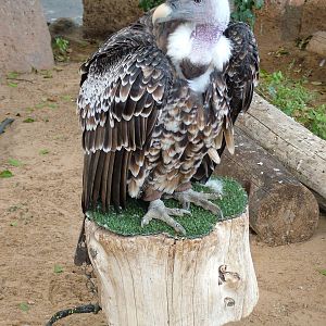 Rueppell's Griffon Vulture at Jungle Park (Las Aguilas), 13/11/10