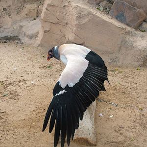 King Vulture at Jungle Park (Las Aguilas), 13/11/10