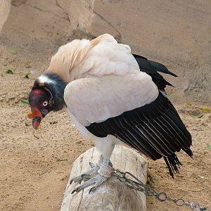 King Vulture at Jungle Park (Las Aguilas), 13/11/10