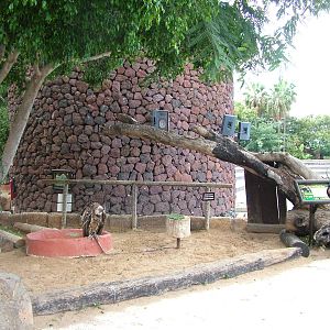 Birds of Prey at Jungle Park (Las Aguilas), 13/11/10