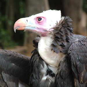 White-headed Vulture at Jungle Park (Las Aguilas), 13/11/10