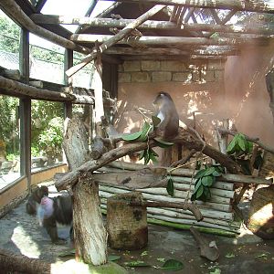 Mandrill Exhibit at Jungle Park (Las Aguilas), 13/11/10