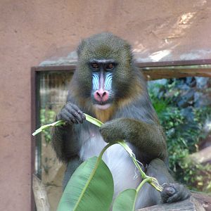 Mandrill at Jungle Park (Las Aguilas), 13/11/10