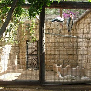 Marabous at Jungle Park (Las Aguilas), 13/11/10