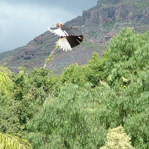 Southern Ground Hornbill: Bird Show at Jungle Park (Las Aguilas), 13/11/10