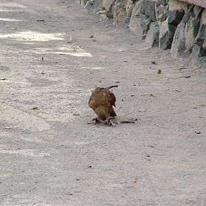 Chimango Caracara: Bird Show at Jungle Park (Las Aguilas), 13/11/10