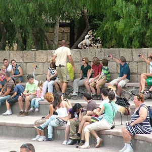 Crowned Cranes and King Vulture: Bird Show at Jungle Park (Las Aguilas), 13