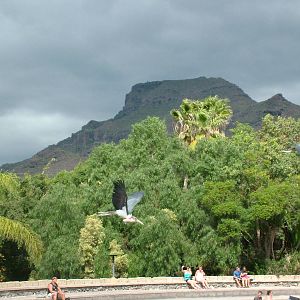 Marabous in Flight: Bird Show at Jungle Park (Las Aguilas), 13/11/10