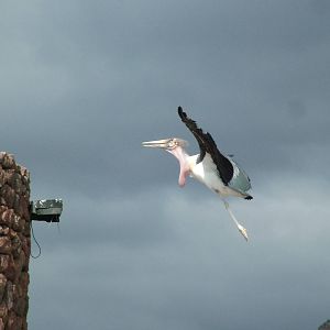 Marabou in Flight: Bird Show at Jungle Park (Las Aguilas), 13/11/10