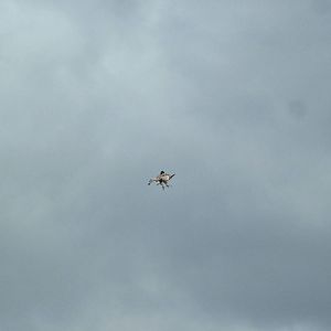 European Griffon Vulture: Bird Show at Jungle Park (Las Aguilas), 13/11/10