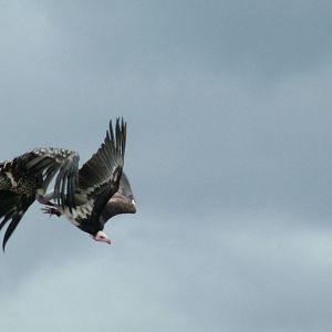 Vultures: Bird Show at Jungle Park (Las Aguilas), 13/11/10