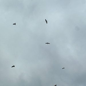 Abdim's Storks: Bird Show at Jungle Park (Las Aguilas), 13/11/10