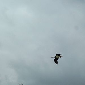 Abdim's Storks: Bird Show at Jungle Park (Las Aguilas), 13/11/10