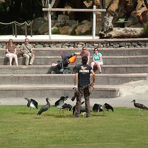 Abdim's Storks: Bird Show at Jungle Park (Las Aguilas), 13/11/10