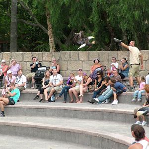 Bald Eagle and Crowned Cranes: Bird Show at Jungle Park (Las Aguilas), 13/1
