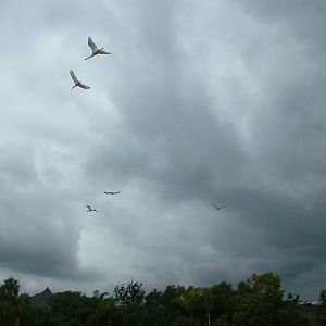 Ibis and Spoonbills: Bird Show at Jungle Park (Las Aguilas), 13/11/10
