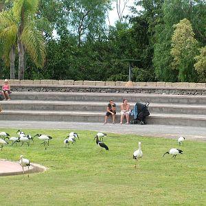 Ibis and Storks: Bird Show at Jungle Park (Las Aguilas), 13/11/10