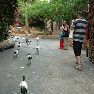 Returning Home: Bird Show at Jungle Park (Las Aguilas), 13/11/10
