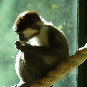 Paignton's first Cherry Crowned Mangabey baby