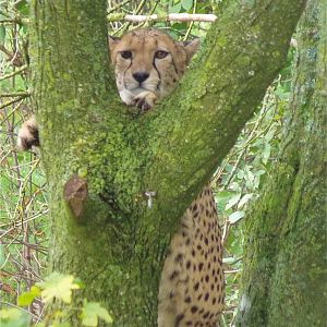 Cheetah up a Tree