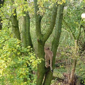 Try the Fire Brigade with this...