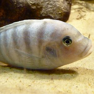 Lake Malawi Cilichid