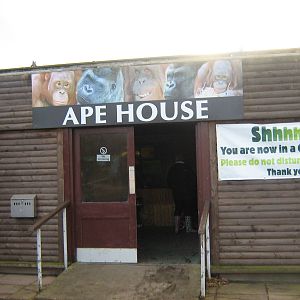 Ape House.