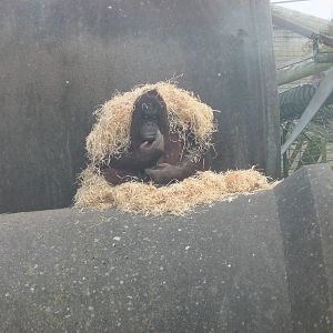 Cherie The Female Bornean Orangutan
