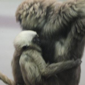 Baby suckling off Ivy.