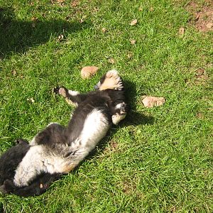 Black And White Ruffed Lemur.