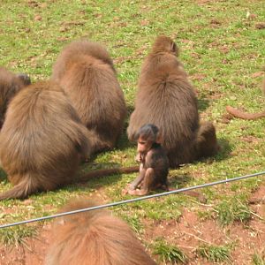 Hamadrays Baboon