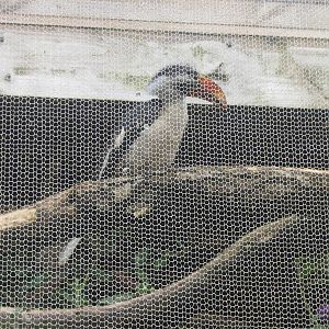 Von Der Deckens Hornbill