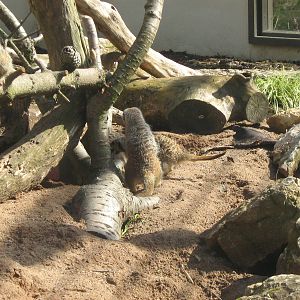 Slender Tailed Meerkat.