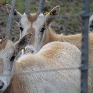 Scimitar-Horned Oyx Calves