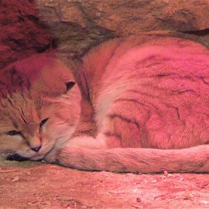 Sand Cat