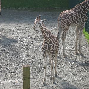 O'Grady The Female Retricualted Giraffe.