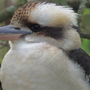 Laughing Kookaburra