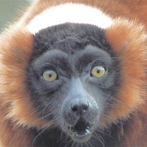 Red Ruffed Lemur