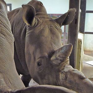 Sula and Kiri the White Rhinos