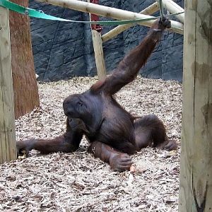 Tiga - Bornean orangutan