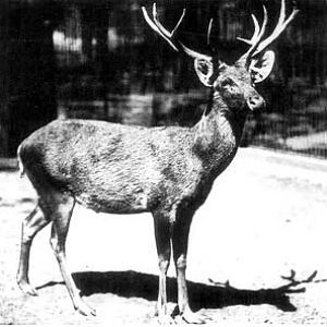 Schomburgk´s deer (already extincted) 1911