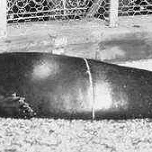 Carribean monk seal (already extincted) 1910