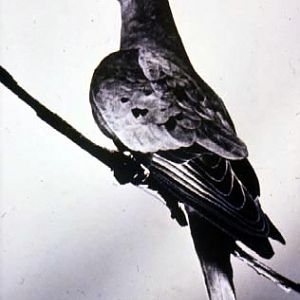 Martha, the last passenger pigeon in the world