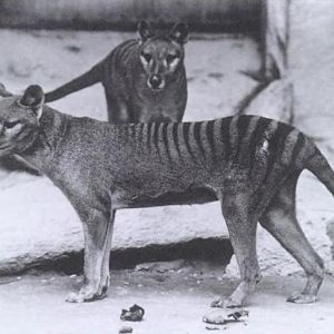 Thylacine (already extincted) 1906